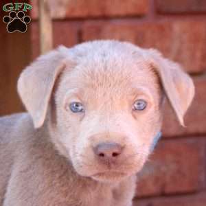 Dusty, Silver Labrador Retriever Puppy
