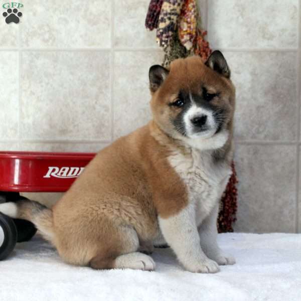 Dwight, Shiba Inu Puppy