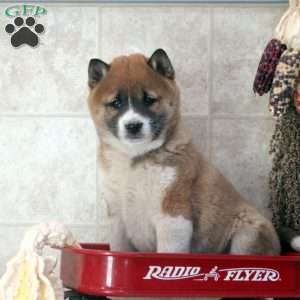 Dwight, Shiba Inu Puppy
