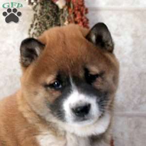 Dwight, Shiba Inu Puppy
