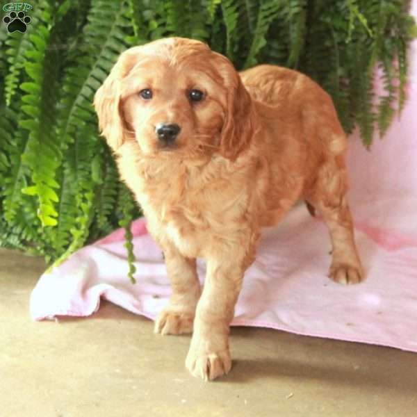 Dylan, Cavalier King Charles Mix Puppy