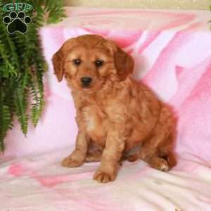 Dylan, Cavalier King Charles Mix Puppy