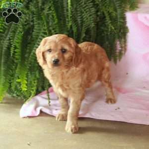 Dylan, Cavalier King Charles Mix Puppy