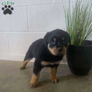 Olive, Rottweiler Puppy