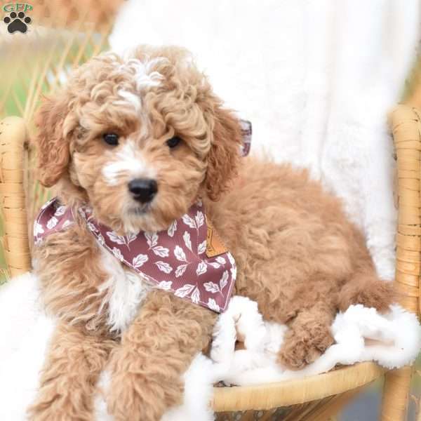 Diego, Mini Goldendoodle Puppy