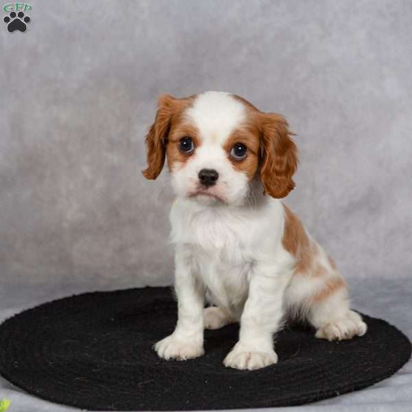 Captain, Cavapoo Puppy