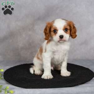 Captain, Cavapoo Puppy