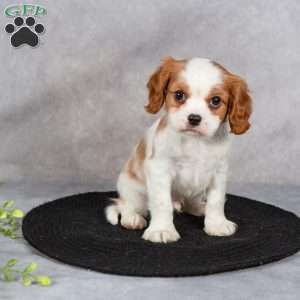 Captain, Cavapoo Puppy