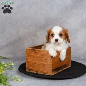 Captain, Cavapoo Puppy