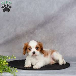 Captain, Cavapoo Puppy