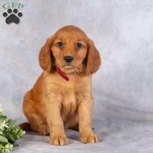 Dallas, Miniature Golden Retriever Puppy