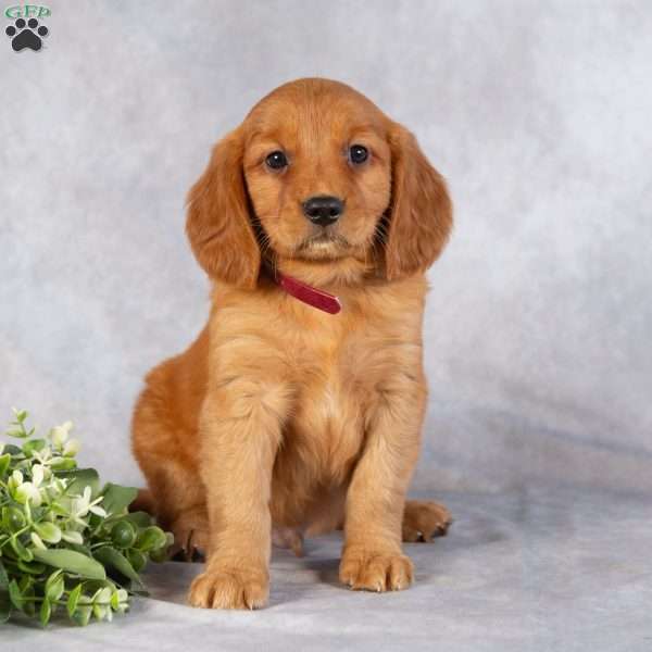 Dallas, Miniature Golden Retriever Puppy