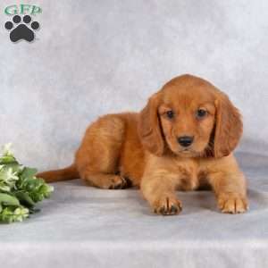 Dallas, Miniature Golden Retriever Puppy