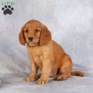 Dallas, Miniature Golden Retriever Puppy