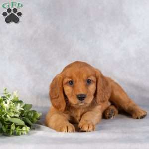 Dallas, Miniature Golden Retriever Puppy