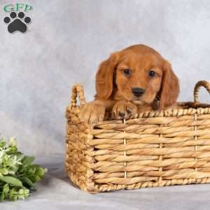 Dallas, Miniature Golden Retriever Puppy