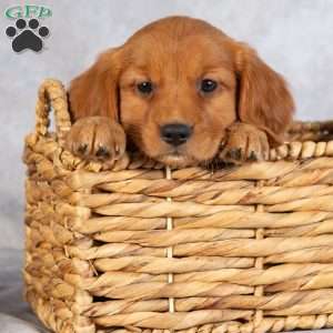 Dallas, Miniature Golden Retriever Puppy