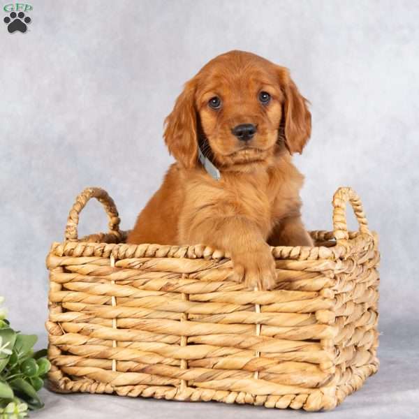 Dylan, Miniature Golden Retriever Puppy