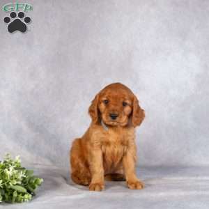 Dylan, Miniature Golden Retriever Puppy
