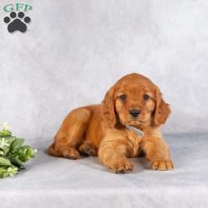 Dylan, Miniature Golden Retriever Puppy