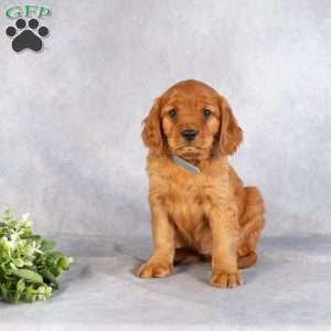 Dylan, Miniature Golden Retriever Puppy