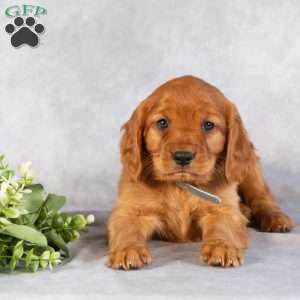 Dylan, Miniature Golden Retriever Puppy