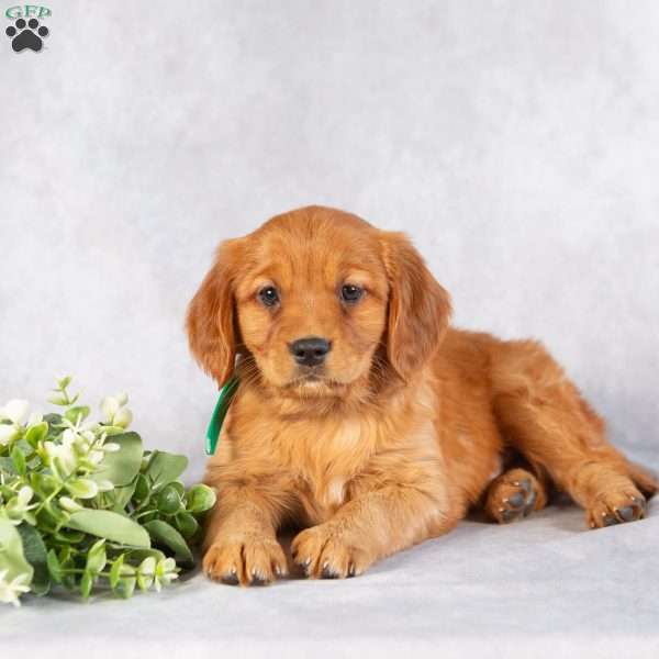 Dayne, Miniature Golden Retriever Puppy