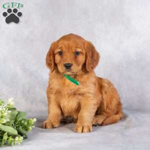 Dayne, Miniature Golden Retriever Puppy