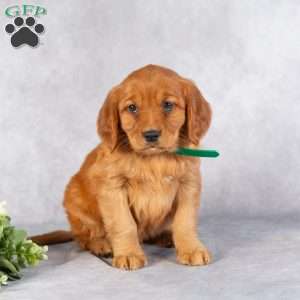 Dayne, Miniature Golden Retriever Puppy