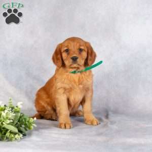Dayne, Miniature Golden Retriever Puppy