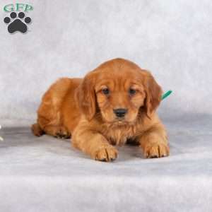 Dayne, Miniature Golden Retriever Puppy