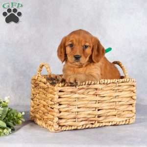 Dayne, Miniature Golden Retriever Puppy