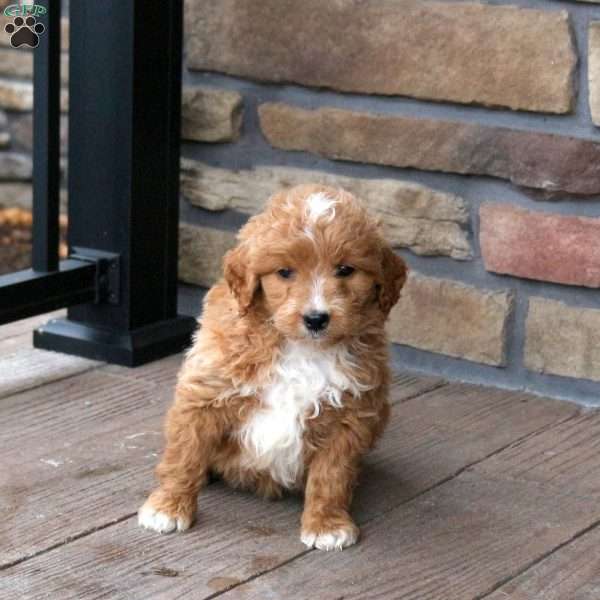 Earl, Mini Goldendoodle Puppy