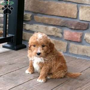 Earl, Mini Goldendoodle Puppy