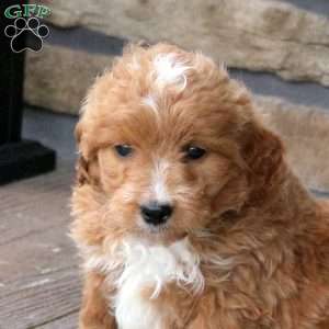 Earl, Mini Goldendoodle Puppy