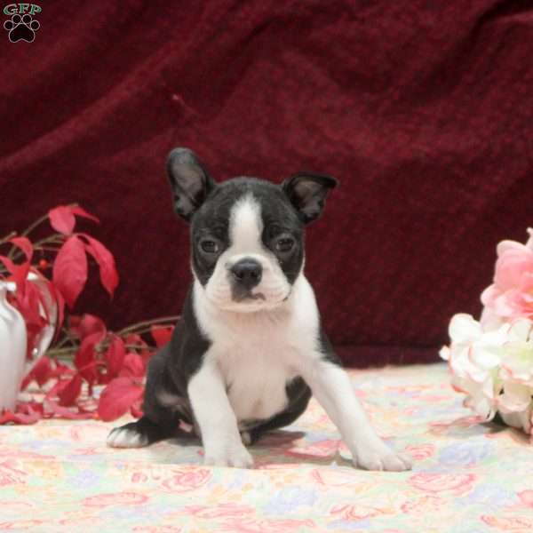 Easton, Boston Terrier Puppy