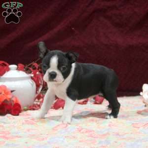 Easton, Boston Terrier Puppy