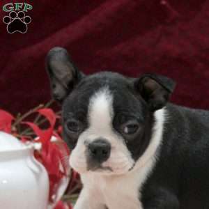 Easton, Boston Terrier Puppy