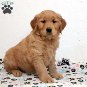 Echo, Golden Retriever Puppy