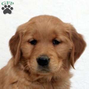 Echo, Golden Retriever Puppy