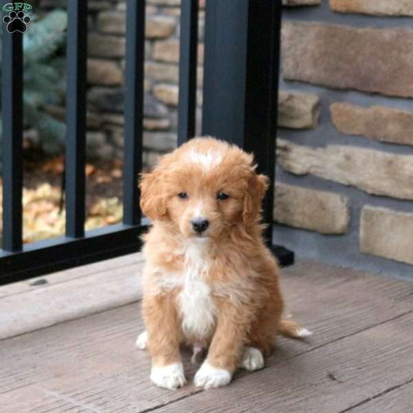 Echo, Mini Goldendoodle Puppy