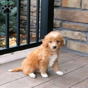 Echo, Mini Goldendoodle Puppy