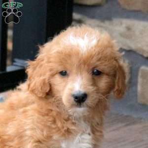 Echo, Mini Goldendoodle Puppy
