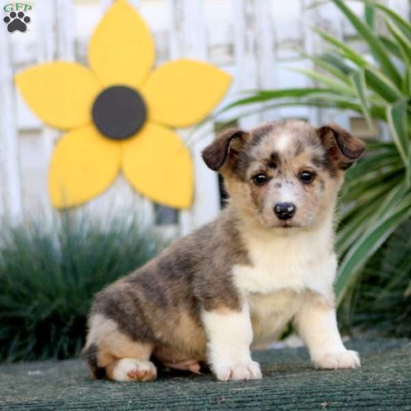 Echo, Pembroke Welsh Corgi Puppy