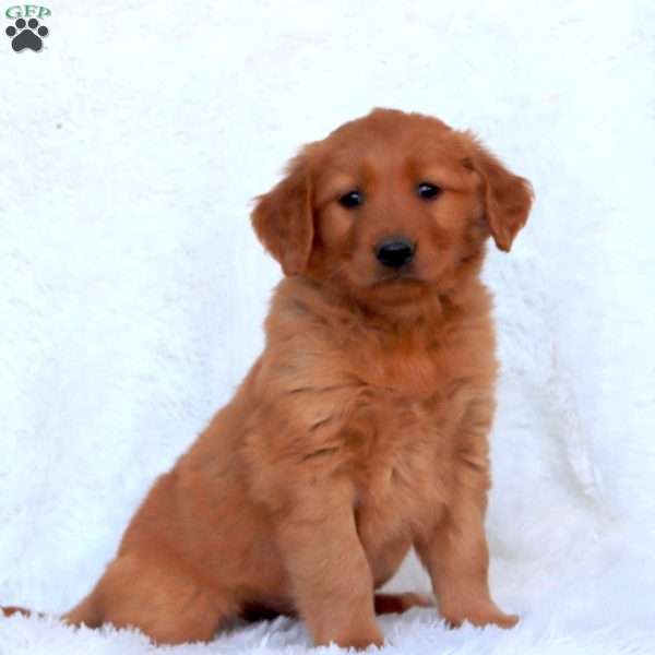 Echo, Golden Retriever Puppy