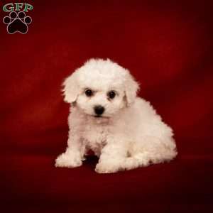 Betsy, Bichon Frise Puppy