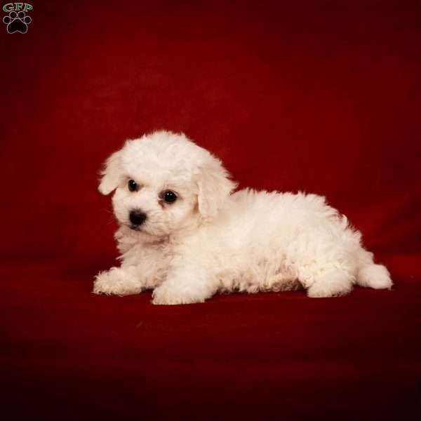 Betsy, Bichon Frise Puppy