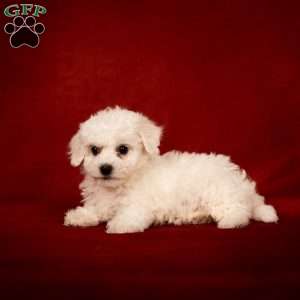 Betsy, Bichon Frise Puppy