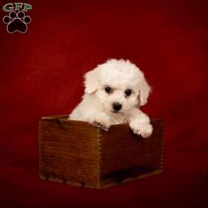 Betsy, Bichon Frise Puppy
