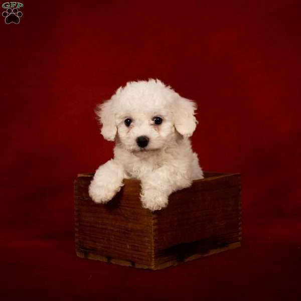 Bonnie, Bichon Frise Puppy